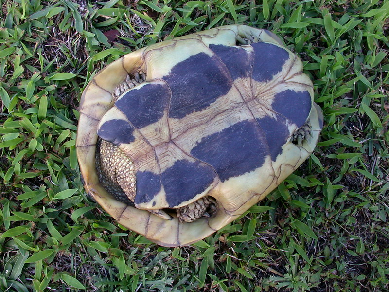 Testudo hermanni hermanni -Tartaruga corsa - A cuppulata